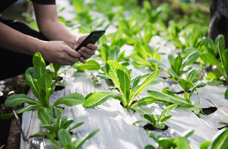 بررسی خاک و کود های مناسب برای کاشت گیاهان دارویی